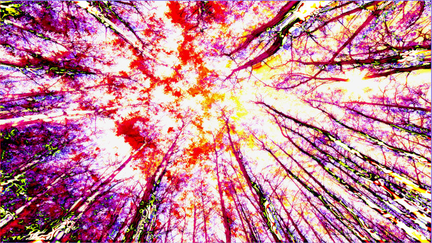Winter Forest
